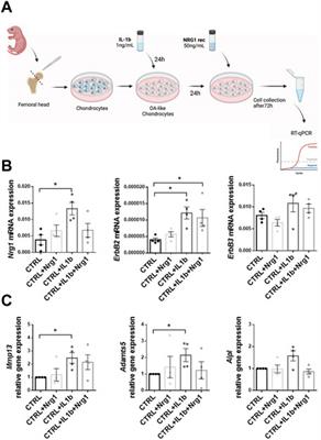 Cartilage regeneration in zebrafish depends on Nrg1/ErbB signaling pathway